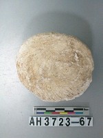 藏品(螺蓋製貝刮器)的圖片